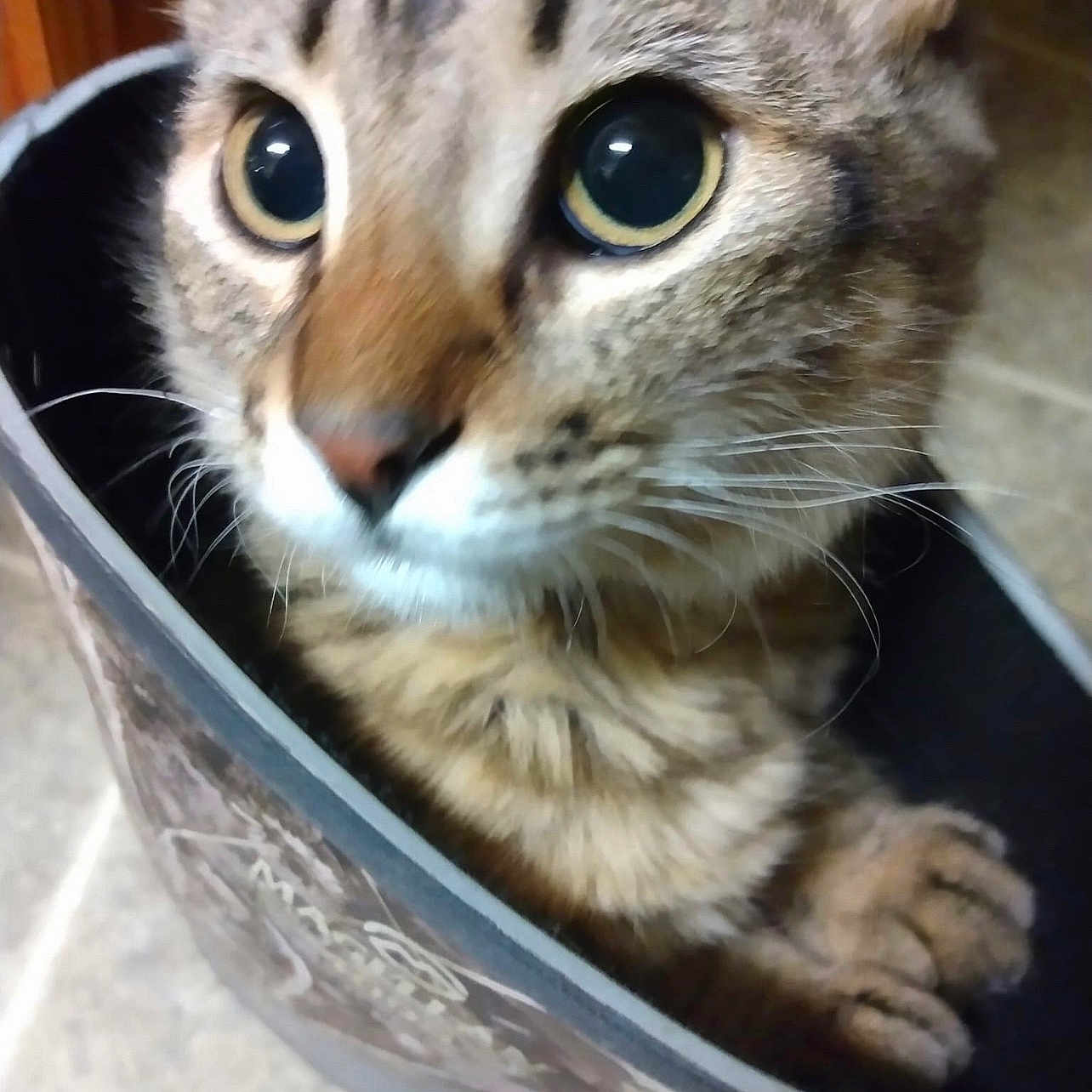 Bella is registered to the contest to win money with this photo: animal, bag, cat, closeup, container, curious, cute, domestic, ears, eyes, face, feline, floor, fur, indoor, paws, pet, portrait, tabby, whiskers
