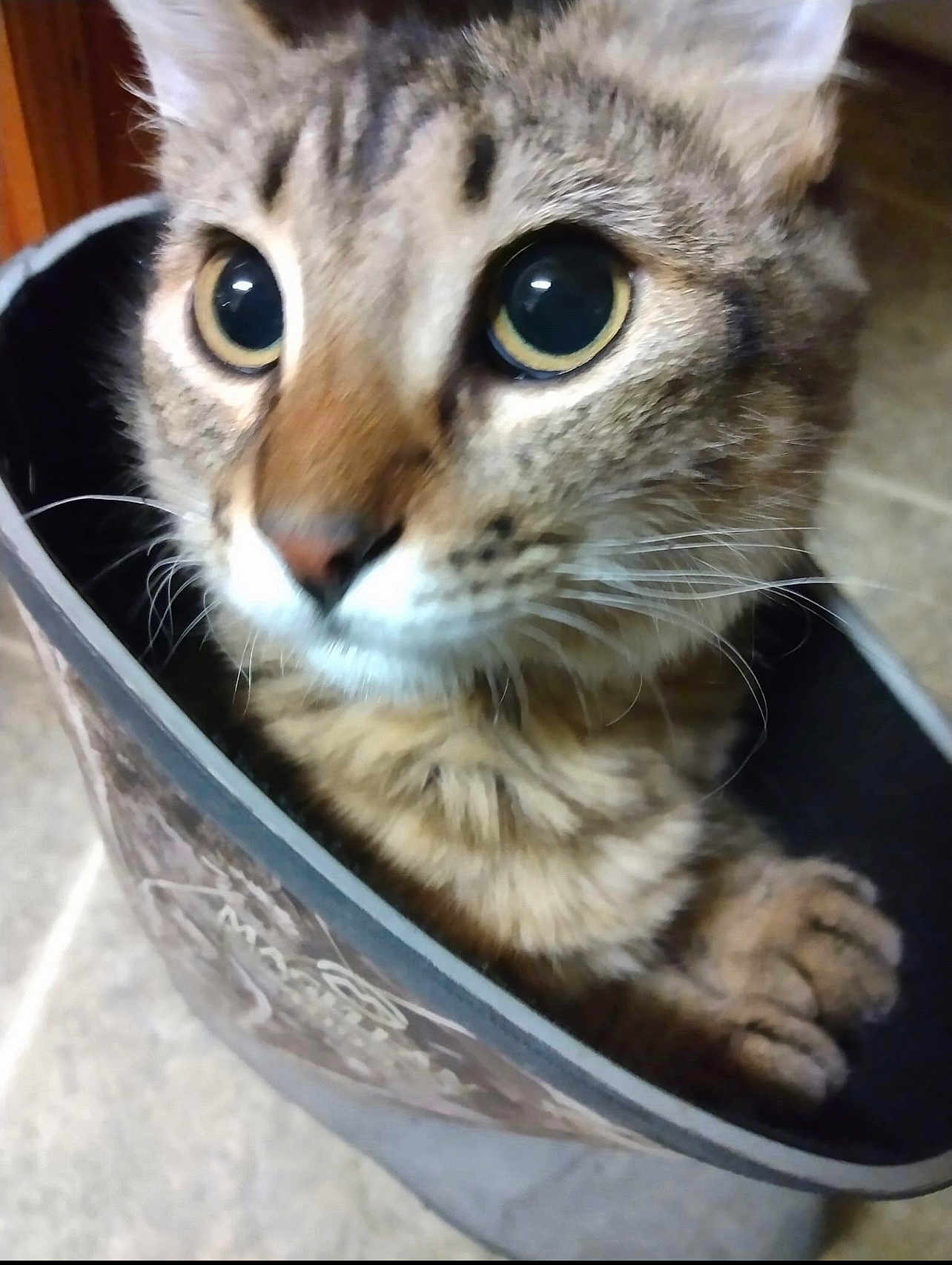 Bella is registered to the contest to win money with this photo: cat, tabby, animal, pet, feline, bag, curious, indoor, closeup, whiskers, ears, paws, fur, cute, domestic, portrait, eyes, face, container, floor