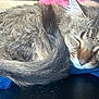 animal, blue_fabric, cat, closeup, cozy, cute, domestic, face, feline, fur, indoor, nap, peaceful, pet, resting, sleeping, soft, tabby, tail, whiskers