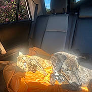 Bella is registered to the contest to win money with this photo: animal_pair, backseat, car_interior, cat, companion, cozy, daylight, dog, domestic_animal, fur, leather_seat, licking, orange_blanket, pet, relaxation, resting, seatbelt, sleeping, sunlight, window