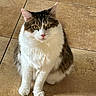 Smudge joined the competition — help win amazing prizes! cat, kitten, tabby, white_fur, fluffy, long_hair, pet, animal, sitting, indoors, tile_floor, terracotta, portrait, front_view, green_eyes, pink_nose, whiskers, paws, furry, cute