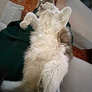 Smudge is registered to the contest to win money with this photo: cat, fluffy_cat, white_fur, brown_fur, long_hair, belly_up, sleeping, relaxed, paws_up, whiskers, pink_nose, pet, animal, lap, person, blanket, pillow, couch, indoor, cozy