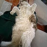 cat, fluffy_cat, white_fur, brown_fur, long_hair, belly_up, sleeping, relaxed, paws_up, whiskers, pink_nose, pet, animal, lap, person, blanket, pillow, couch, indoor, cozy