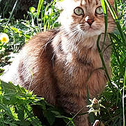 Rouquin a rejoint le concours — aidez-le/la à gagner de superbes lots ! cat, tabby, animal, pet, grass, greenery, outdoor, nature, flower, sunlight, fur, whiskers, curious, closeup, wildflower, leaf, plant, mammal, eye, sitting