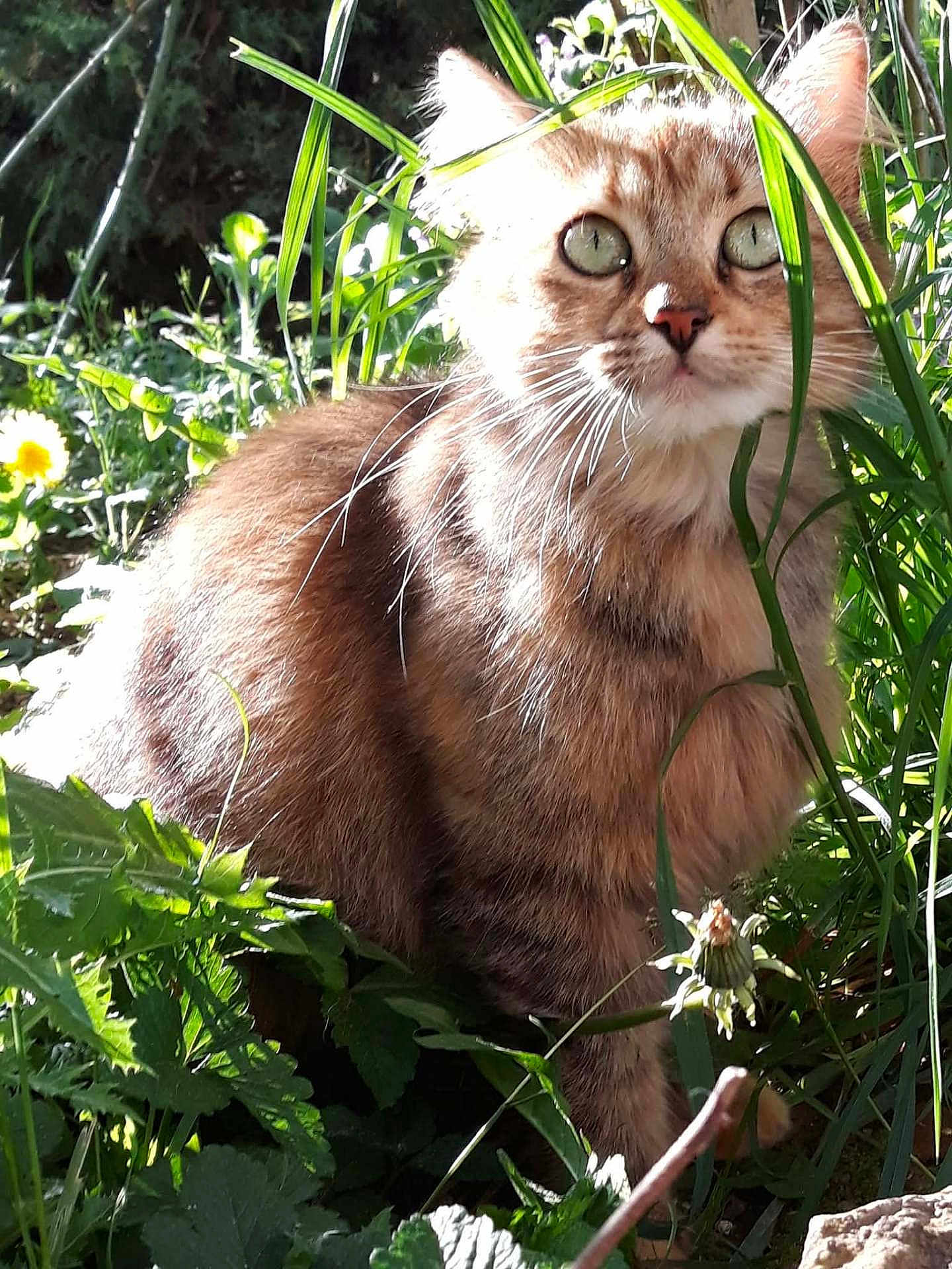 Rouquin a rejoint le concours — aidez-le/la à gagner de superbes lots ! cat, tabby, animal, pet, grass, greenery, outdoor, nature, flower, sunlight, fur, whiskers, curious, closeup, wildflower, leaf, plant, mammal, eye, sitting