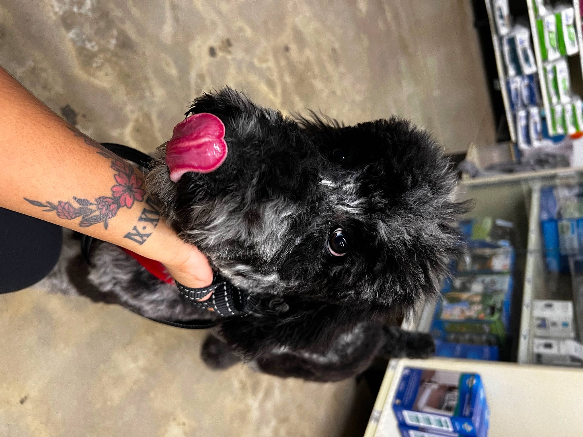 Onyx is registered to the contest to win money with this photo: carnivore, companion_dog, dog, dog_breed, felidae, fur, gesture, human_leg, paw, shelf, small_terrier, snout, sporting_group, tail, temporary_tattoo, terrier, toy, toy_dog, whiskers, wrist