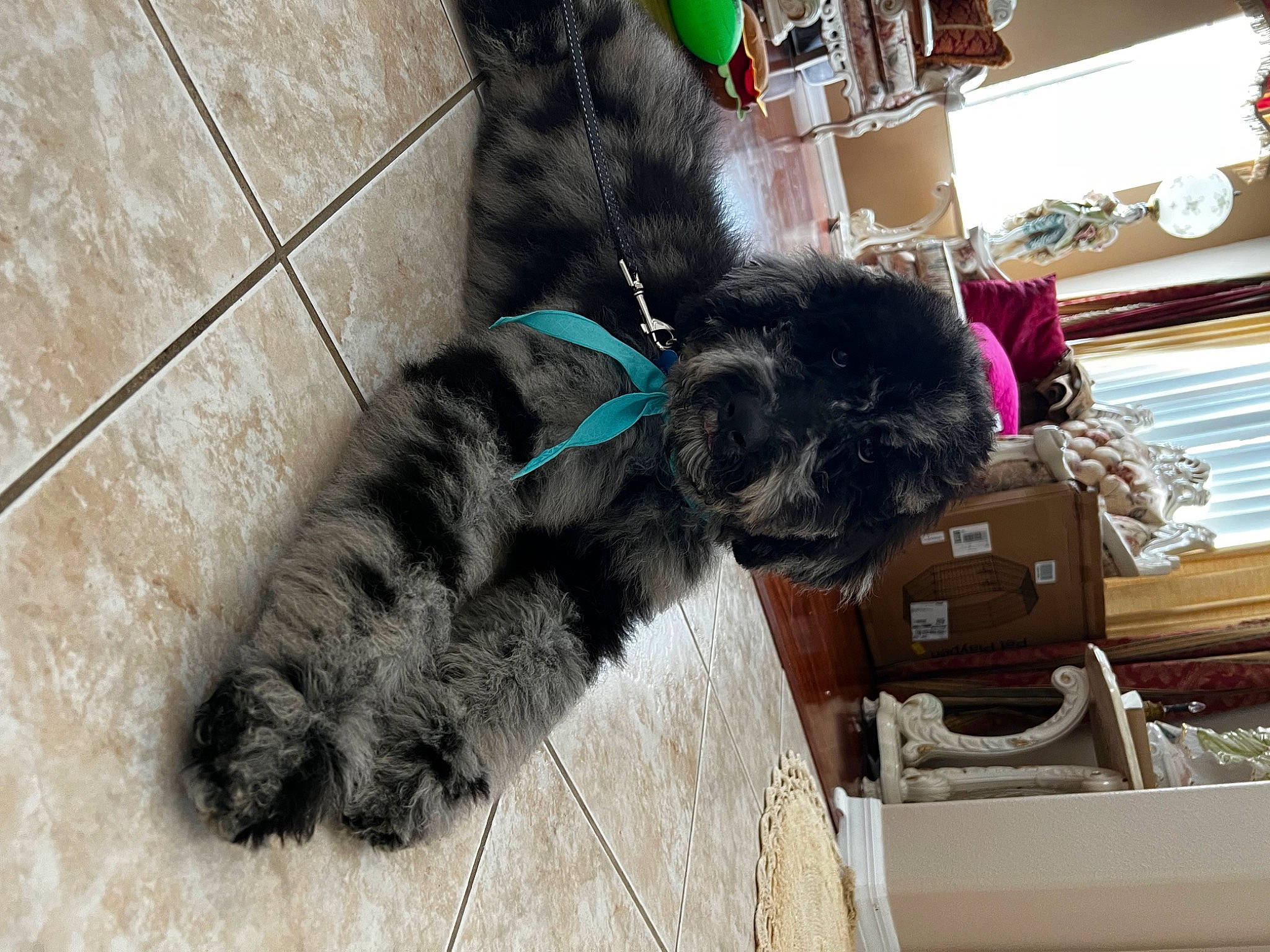 Onyx is registered to the contest to win money with this photo: canidae, carnivore, collar, companion_dog, dog, dog_breed, dog_collar, dog_supply, fur, non_sporting_group, pet_supply, small_terrier, snout, sporting_group, tail, terrier, toy_dog, water_dog, working_animal, yorkipoo