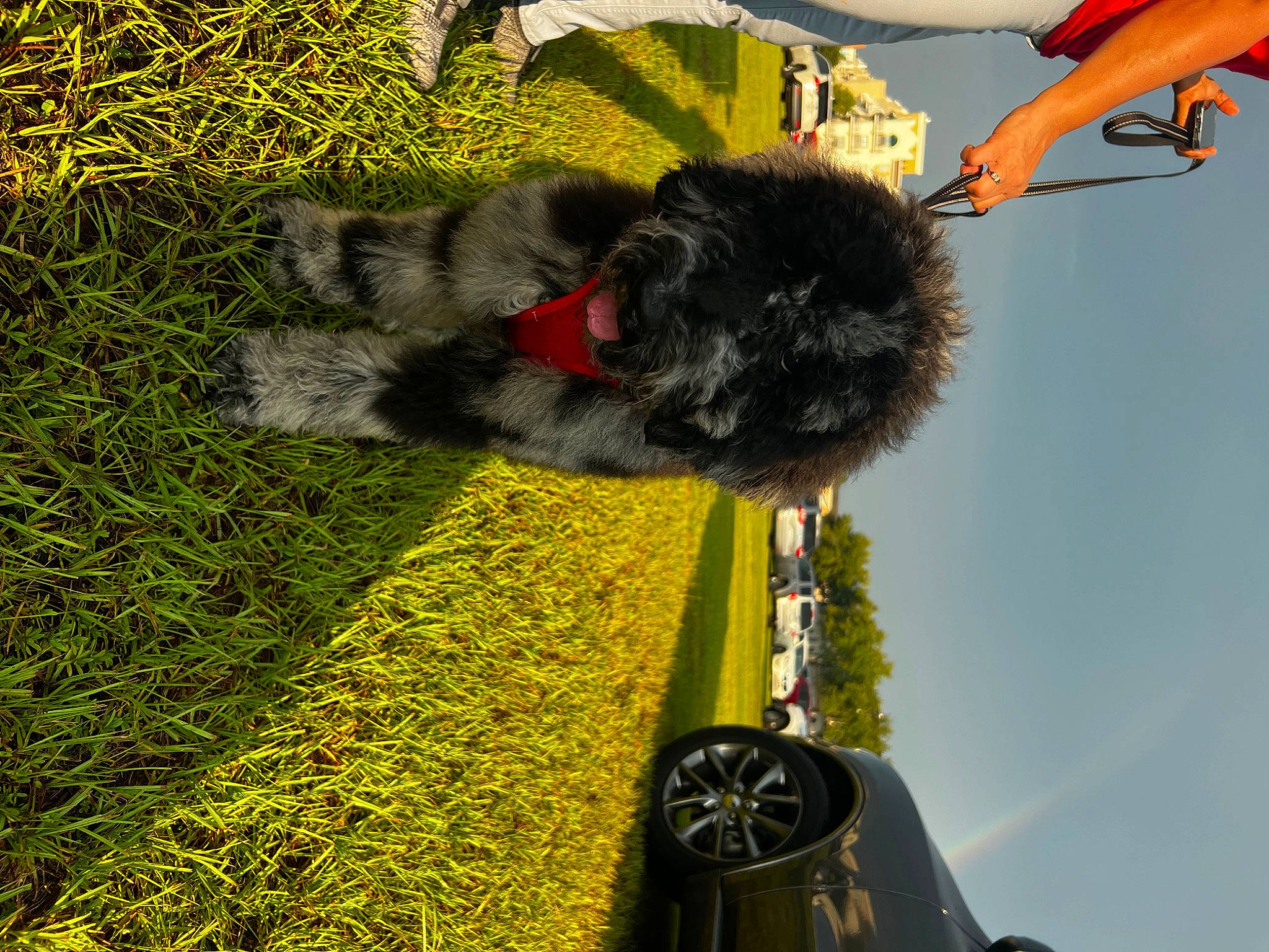 Onyx joined the competition — help win amazing prizes! automotive_tire, automotive_wheel_system, canidae, companion_dog, dog_breed, fur, grass, green, groundcover, plant, shadow, shrub, sky, snout, sporting_group, tail, toy, tree, wool, working_animal