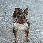 Monsta joined the competition — help win amazing prizes! dog, french_bulldog, brindle, pet, animal, standing, outdoor, concrete, happy, tongue_out, ears_up, portrait, canine, mammal, cute, companion, front_view, alert, friendly, domestic_animal
