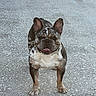 dog, french_bulldog, brindle, pet, animal, standing, outdoor, concrete, happy, tongue_out, ears_up, portrait, canine, mammal, cute, companion, front_view, alert, friendly, domestic_animal