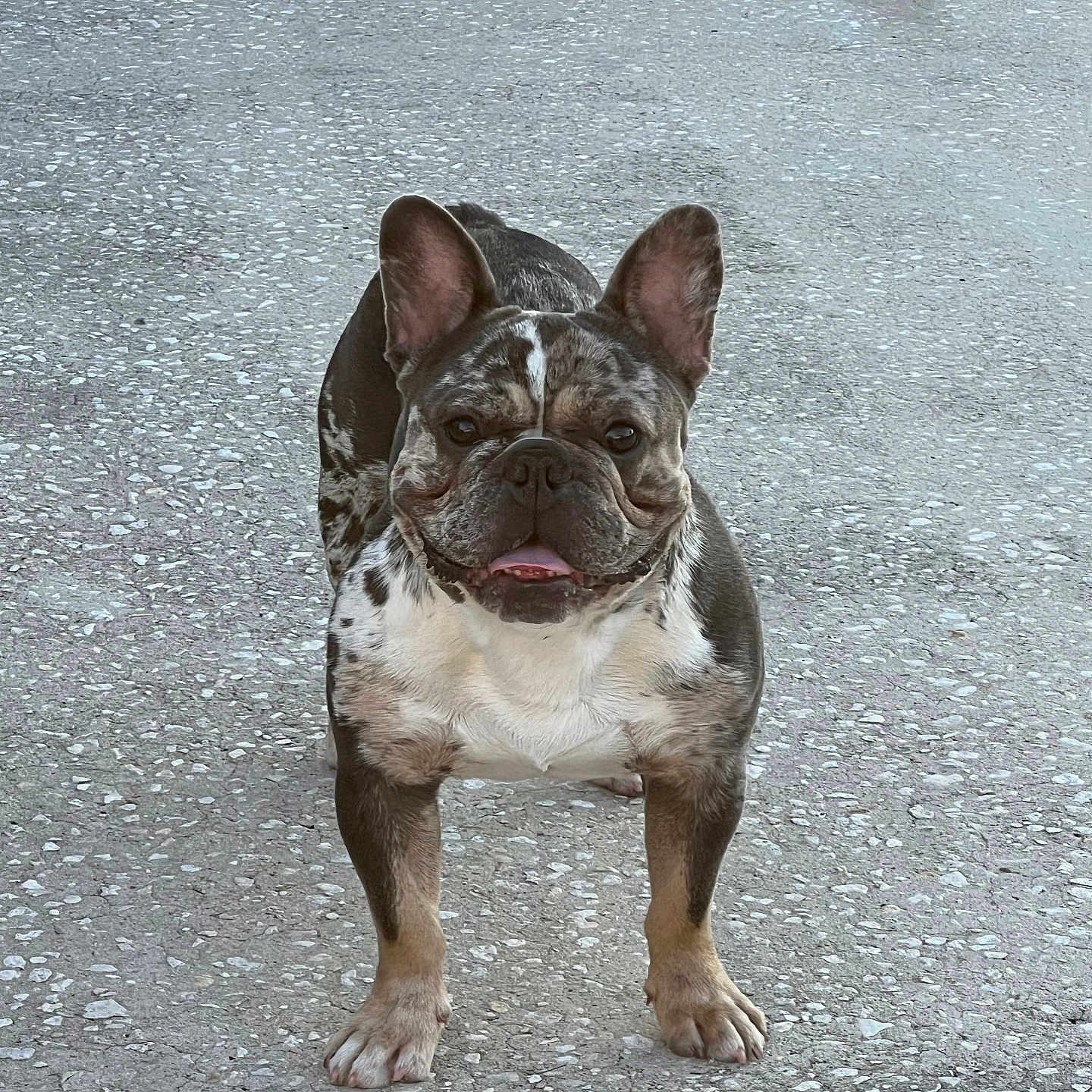 Monsta