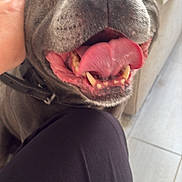 Lasko a rejoint le concours — aidez-le/la à gagner de superbes lots ! dog, tongue, smiling, close_up, happy, pet, hand, indoor, floor, collar, canine, gray, furniture, couch, person, black_pants, tile_floor, friendly, playful, animal