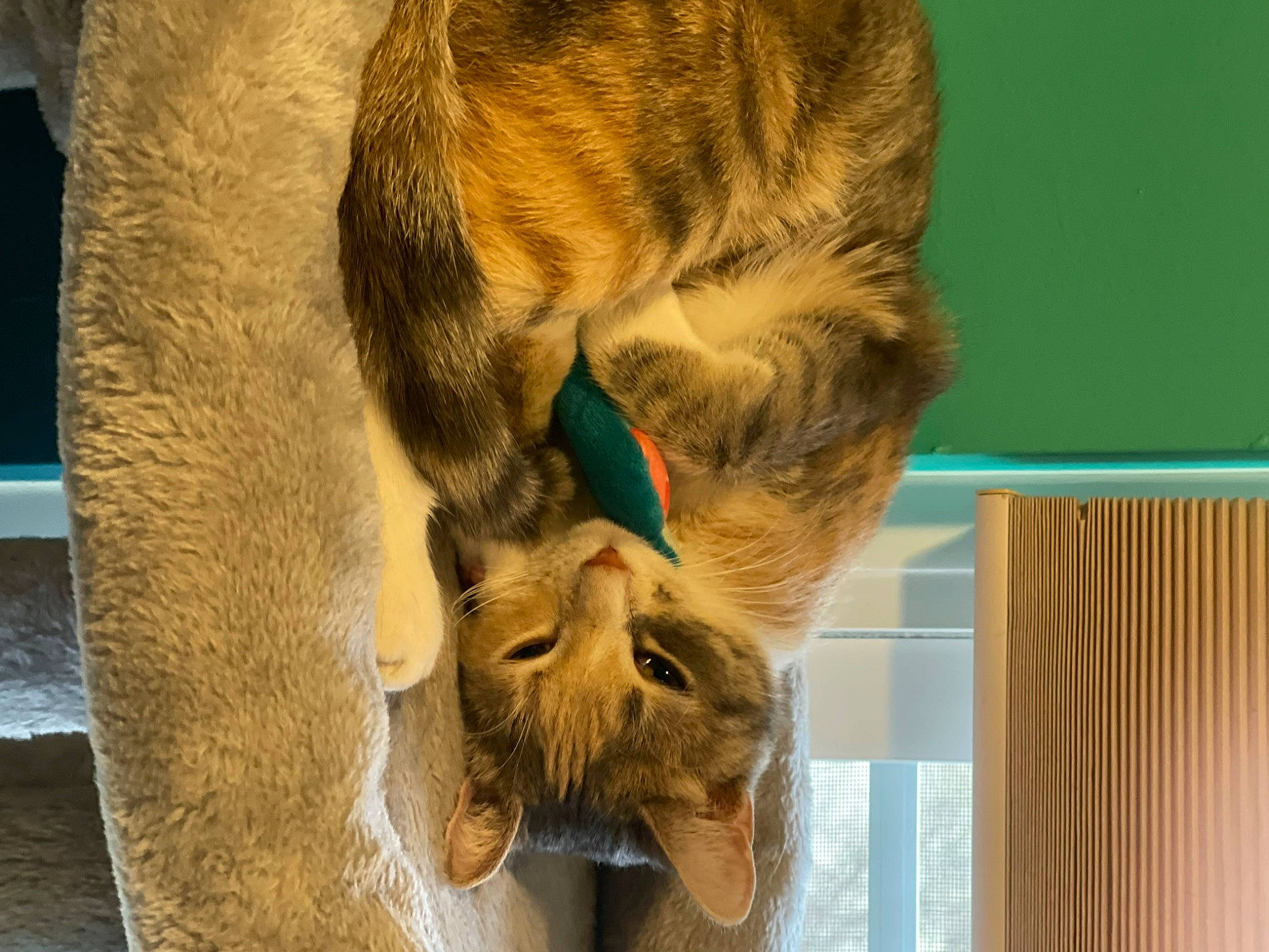 Beatrice joined the competition — help win amazing prizes! big_cats, brown_bear, carnivore, claw, fang, fawn, felidae, fur, lion, natural_material, paw, plant, small_to_medium_sized_cats, snout, tail, terrestrial_animal, tree, whiskers, wildlife, wood