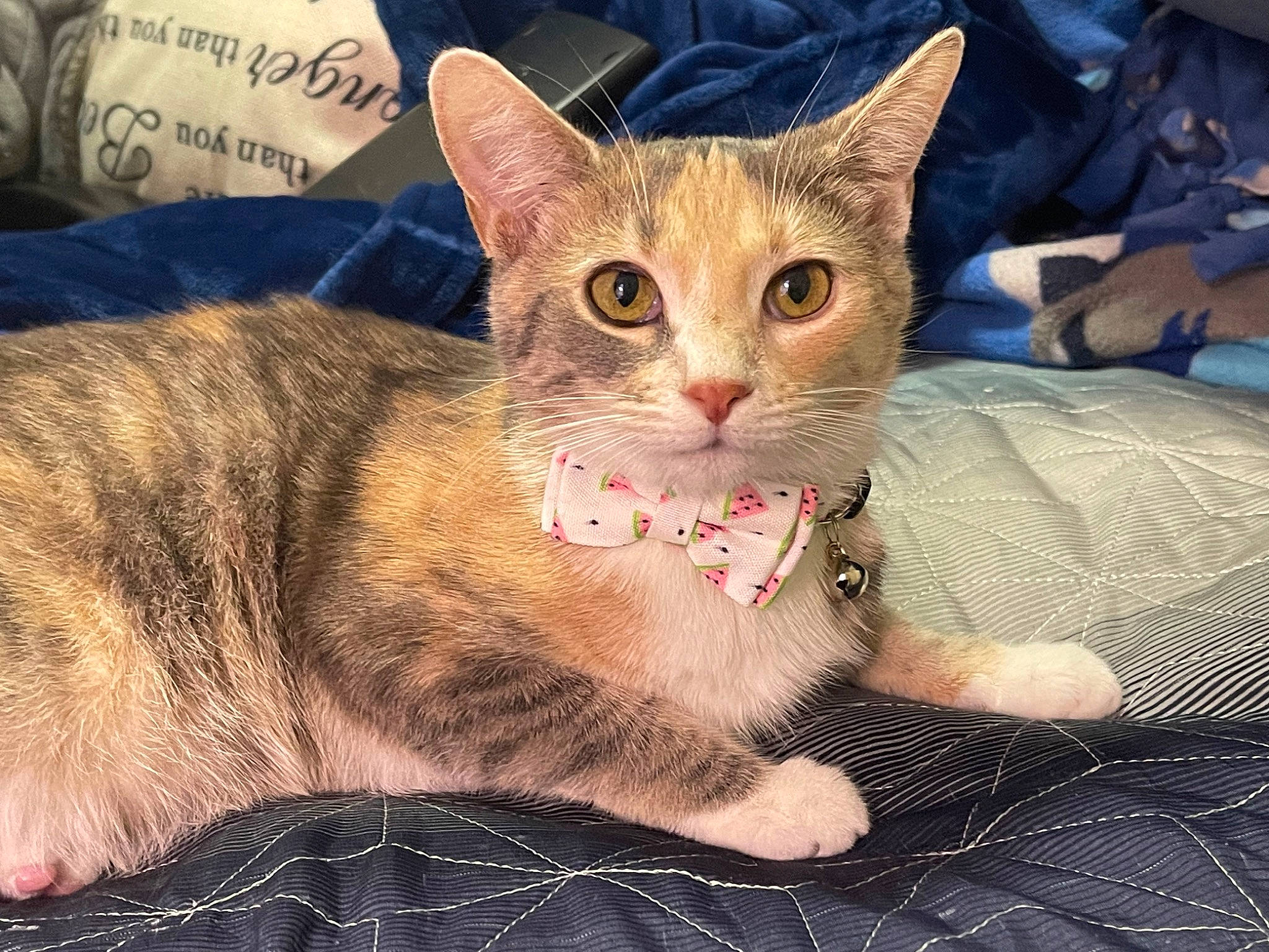 Beatrice is registered to the contest to win money with this photo: carnivore, cat, cat_furniture, cat_supply, claw, comfort, domestic_short_haired_cat, eye, fawn, felidae, fur, paw, pet_supply, sitting, small_to_medium_sized_cats, snout, tail, terrestrial_animal, whiskers, window