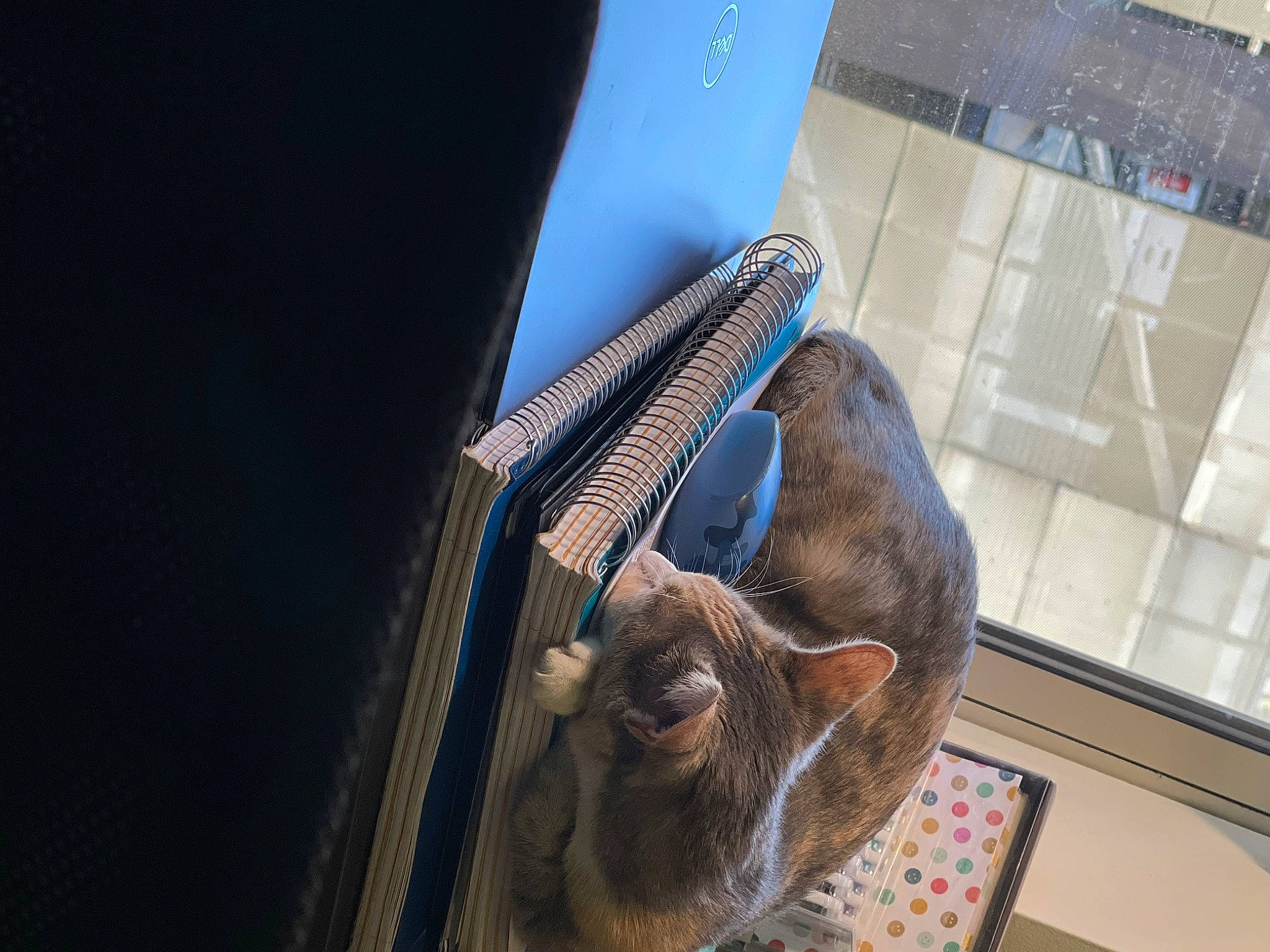 Beatrice is registered to the contest to win money with this photo: comfort, electric_blue, felidae, flooring, fur, human_leg, metal, small_to_medium_sized_cats, terrestrial_animal, tourist_attraction, whiskers, wood, working_animal