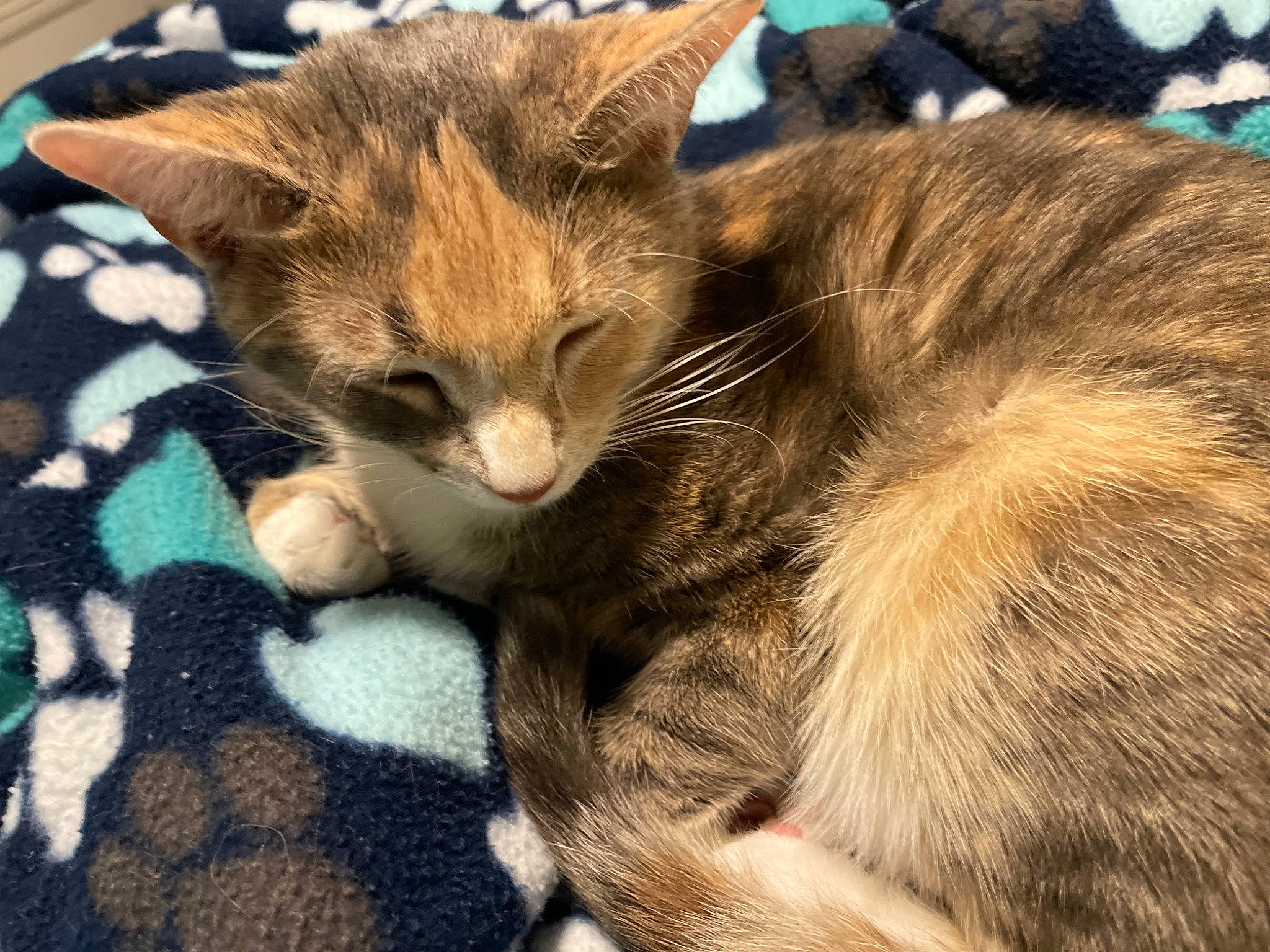 Beatrice is registered to the contest to win money with this photo: carnivore, cat, claw, comfort, domestic_short_haired_cat, eye, fawn, felidae, fur, grass, nap, paw, sitting, small_to_medium_sized_cats, snout, tail, terrestrial_animal, tree, whiskers, wildlife