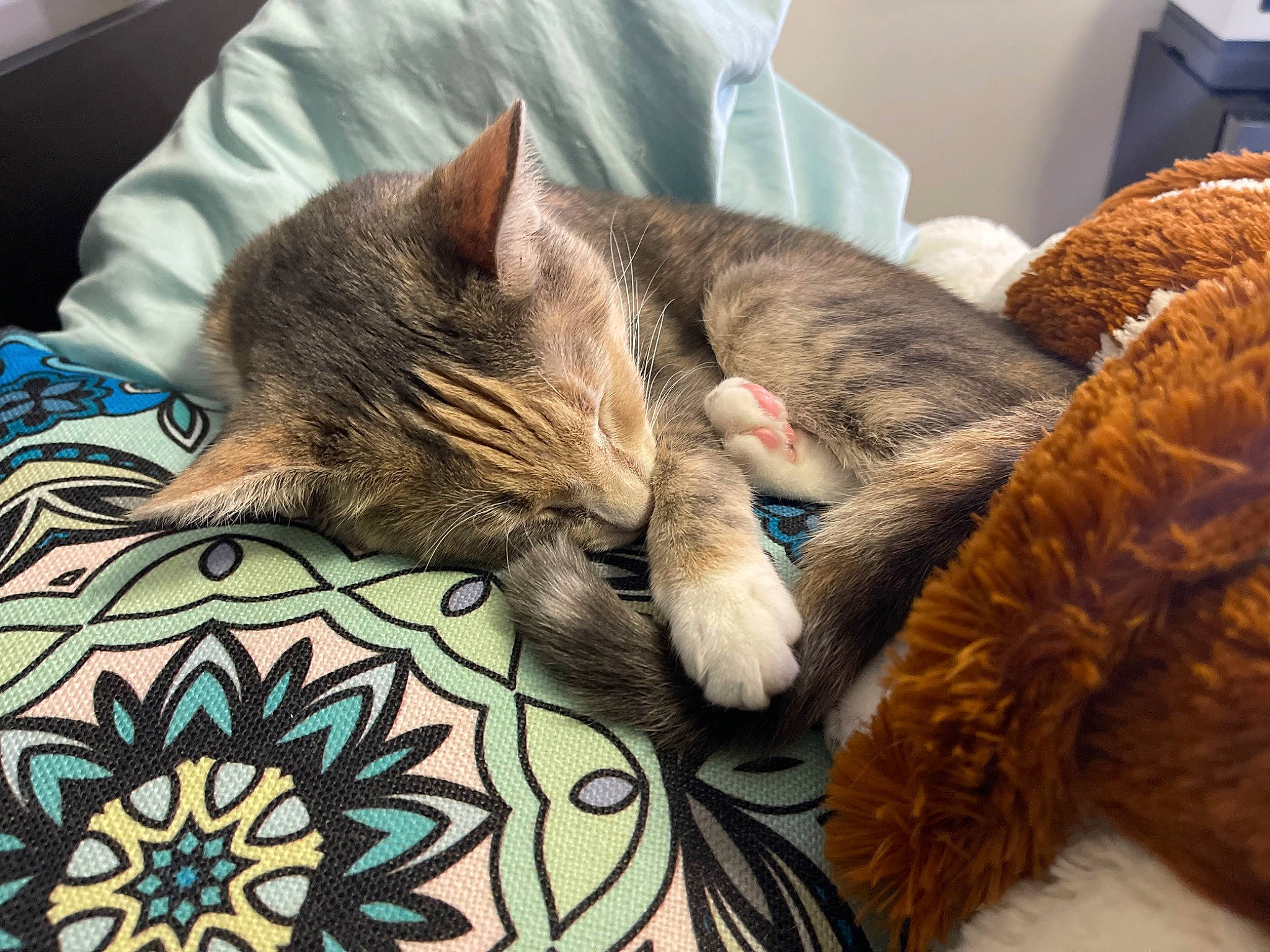 Beatrice is registered to the contest to win money with this photo: bedding, carnivore, cat, claw, comfort, domestic_short_haired_cat, felidae, fur, linens, nap, pattern, paw, sleep, small_to_medium_sized_cats, snout, tail, whiskers