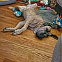 Zara joined the competition — help win amazing prizes! dog, indoor, wooden_floor, stuffed_toys, relaxed, lying_down, pet, cozy, fireplace, rug, brown_dog, sleepy, home, toy, animal, flooring, resting, mammal, domestic_animal, large_dog