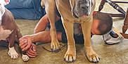 Zara joined the competition — help win amazing prizes! dog, person, indoor, floor, boots, chair, hand, blue_nails, casual_clothing, playing, brown_dog, large_dog, pet, resting, interaction, human, animal, furniture, jeans, hat