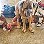 dog, person, indoor, floor, boots, chair, hand, blue_nails, casual_clothing, playing, brown_dog, large_dog, pet, resting, interaction, human, animal, furniture, jeans, hat