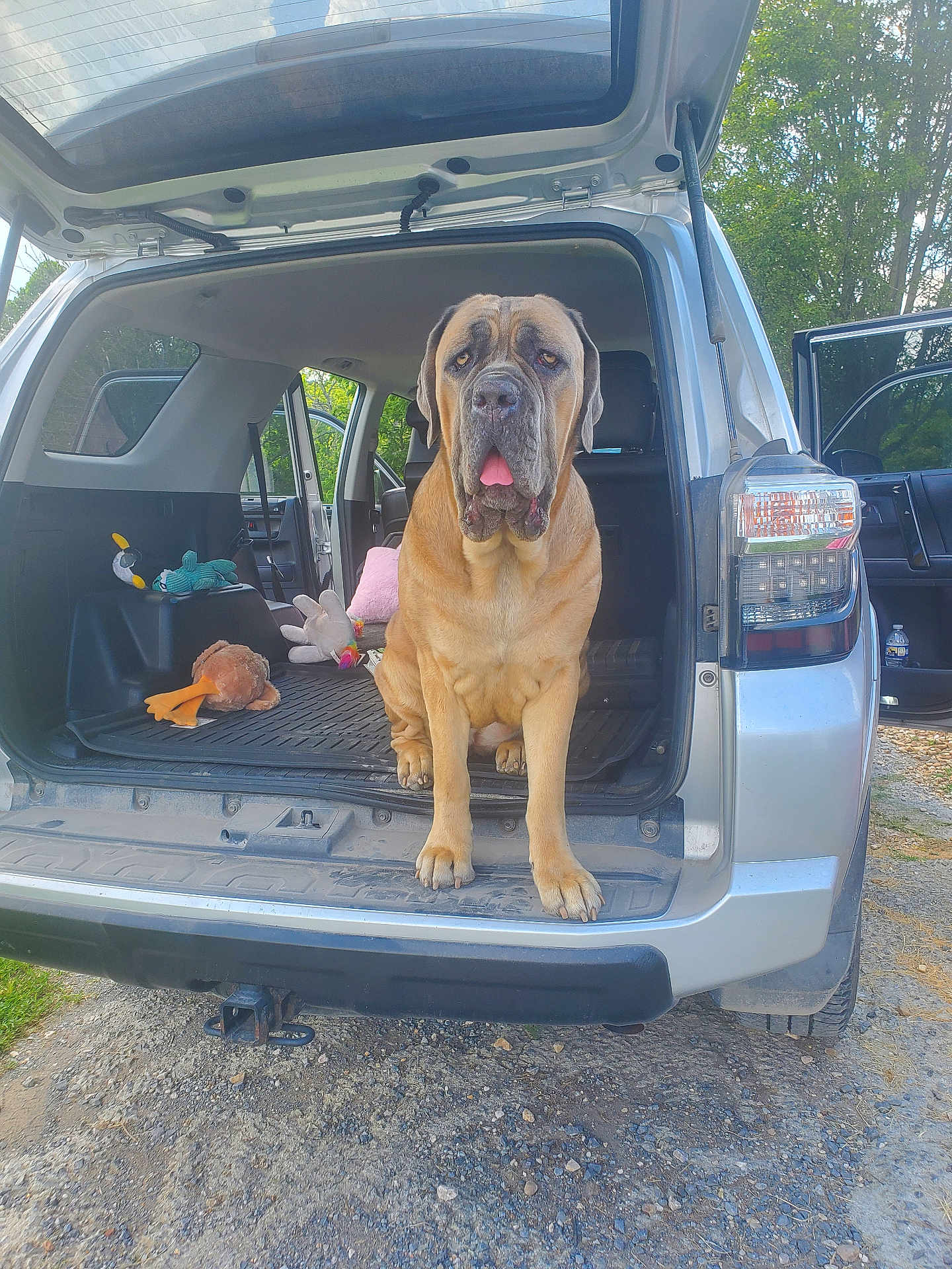 Zara joined the competition — help win amazing prizes! dog, vehicle, trunk, toy, plush_toy, outdoor, sunlight, grass, dirt, tree, door, car, pet, mammal, large_dog, open_trunk, sitting, tongue_out, daytime, nature