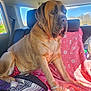 Zara joined the competition — help win amazing prizes! dog, large_dog, car_interior, backseat, blanket, pink_blanket, paw_prints, sunlight, window, seatbelt, collar, leash, resting, canine, pet, animal, daylight, fur, ears, noble_expression