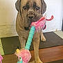 dog, toy, indoor, floor, mat, large_dog, brown_dog, pet, animal, playful, fluffy_toy, colorful_toy, standing, looking, mouth_holding, ears, paws, fur, nose, background