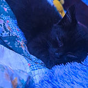 Binx is registered to the contest to win money with this photo: cat, kitten, black_cat, sleeping, bedding, blanket, quilt, plush, cozy, fur, indoor, pet, close_up, whiskers, ear, nap, soft_texture, bedroom, textile_pattern, blue_light