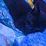 cat, kitten, black_cat, sleeping, bedding, blanket, quilt, plush, cozy, fur, indoor, pet, close_up, whiskers, ear, nap, soft_texture, bedroom, textile_pattern, blue_light