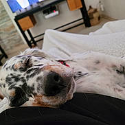 Tango a rejoint le concours — aidez-le/la à gagner de superbes lots ! dog, puppy, sleeping, resting, white_blanket, spotted, black_nose, indoor, cozy, relaxed, closeup, fur, pet, animal, home, comfort, laying, nap, cute, domestic