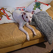 Frankie is registered to the contest to win money with this photo: dog, white_dog, collar, couch, leather_couch, pillow, christmas_pillow, blanket, gray_blanket, carpet, indoor, living_room, pet, animal, relaxed, looking_at_camera, furniture, holiday, decor, cozy