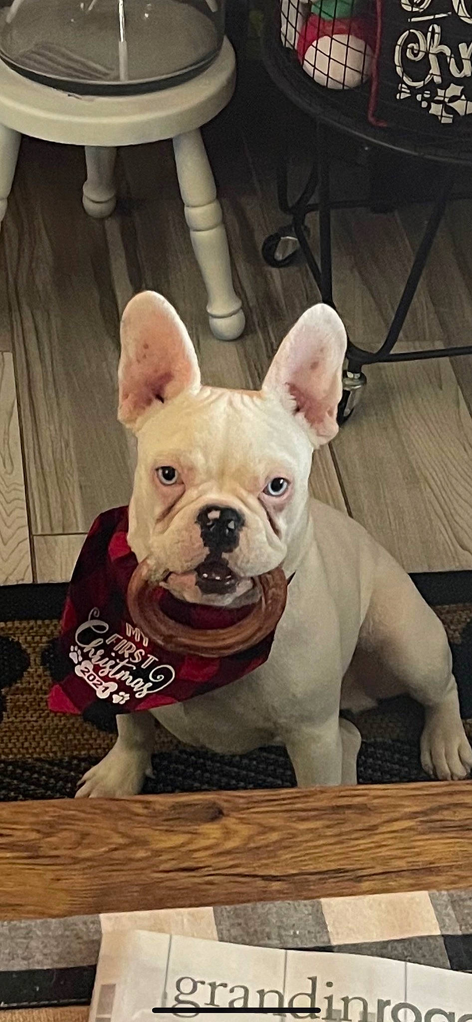 Zero joined the competition — help win amazing prizes! bulldog, canidae, carnivore, companion_dog, dog, dog_breed, dog_clothes, ear, fawn, flooring, fur, molosser, puppy, snout, sporting_group, terrestrial_animal, toy_dog, wood, working_animal, wrinkle