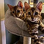 animal, bengal_cat, cat, cat_bed, cat_tree, cozy, curious, cute, domestic_cat, feline, fluffy, indoor, looking, pet, resting, room, soft_lighting, spotted_coat, two_cats, wide_eyes
