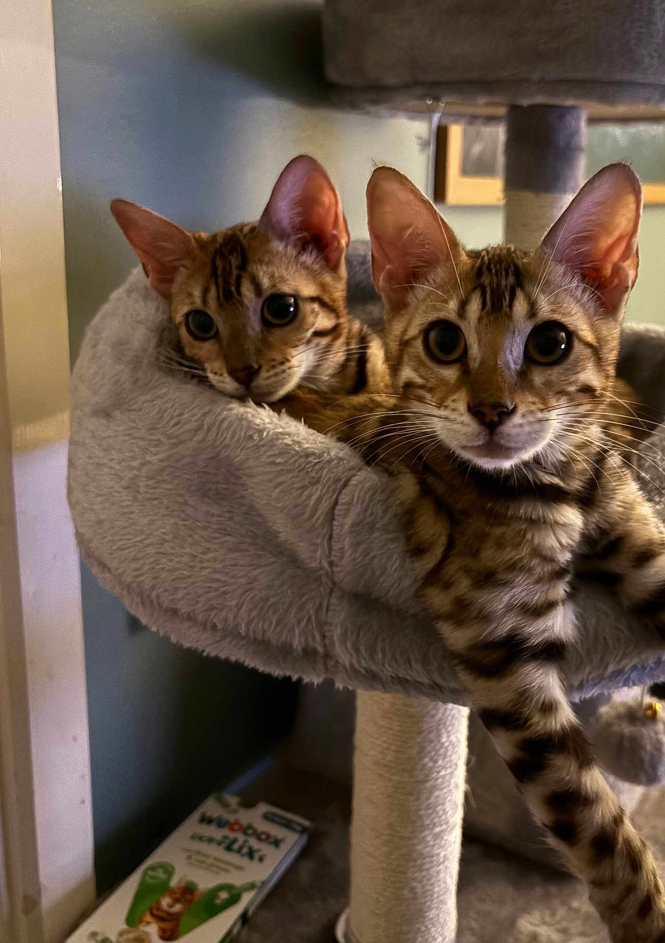 Meka And Mia joined the competition — help win amazing prizes! animal, bengal_cat, cat, cat_bed, cat_tree, cozy, curious, cute, domestic_cat, feline, fluffy, indoor, looking, pet, resting, room, soft_lighting, spotted_coat, two_cats, wide_eyes