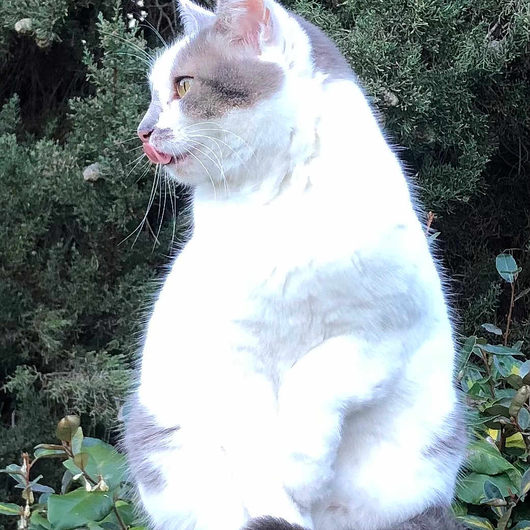 Minette a rejoint le concours — aidez-le/la à gagner de superbes lots ! abyssinian, angora, animal, cat, flower, grass, herbal, herbs, jungle, kitten, manx, nature, outdoors, pet, plant, rock, siamese, soil, vegetation, white