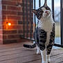 Millie is registered to the contest to win money with this photo: cat, tabby_cat, pet, porch, wooden_floor, brick_wall, bokeh, string_light, railing, whiskers, paws, curious, portrait, outdoor, soft_light, shallow_depth_of_field, animal, feline, tilted_head, closeup