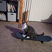 Millie joined the competition — help win amazing prizes! cat, tabby_cat, skateboard, indoor, carpet, bookshelf, teddy_bear, blinds, scratching_post, wooden_post, shadow, paws, whiskers, sitting, pet, living_room, toy, floor, curtains, gaze