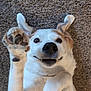 Benji joined the competition — help win amazing prizes! dog, paw, carpet, playful, lying_down, portrait, nose, eyes, canine, pet, indoor, fur, white_fur, tan_fur, closeup, cute, smiling, whiskers, upside_down, playful_pose