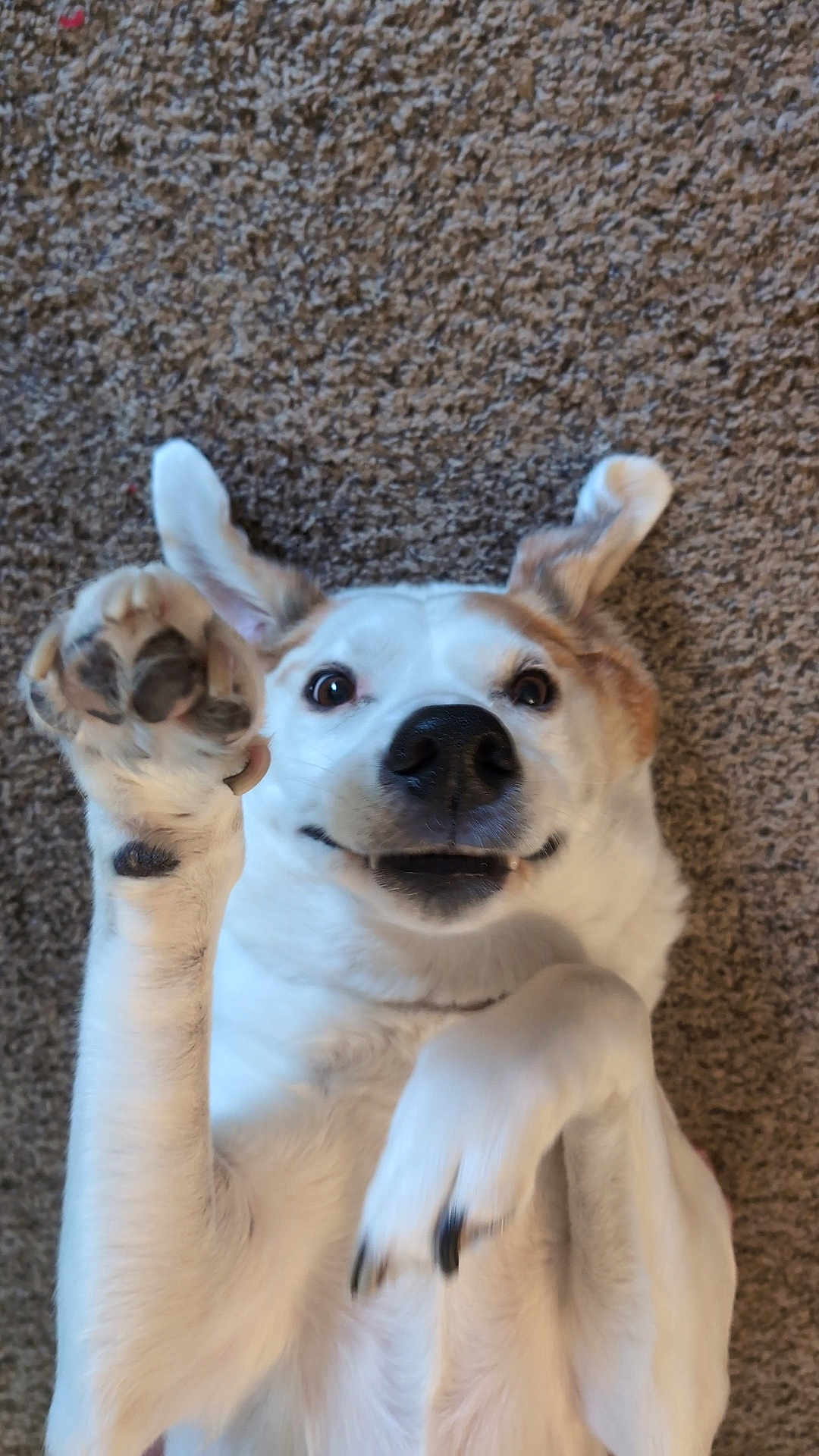 Benji joined the competition — help win amazing prizes! dog, paw, carpet, playful, lying_down, portrait, nose, eyes, canine, pet, indoor, fur, white_fur, tan_fur, closeup, cute, smiling, whiskers, upside_down, playful_pose