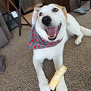 Benji joined the competition — help win amazing prizes! dog, canine, pet, white_coat, brown_patch, bandana, chew_toy, treat, paws, tongue, smiling, happy, carpet, indoor, living_room, furniture, table, chair, closeup, portrait