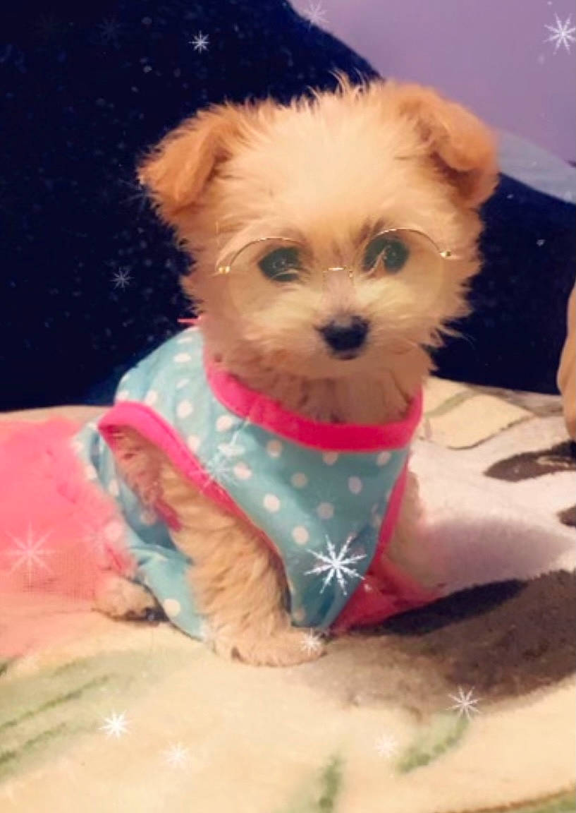 Emi joined the competition — help win amazing prizes! canidae, carnivore, companion_dog, dog, dog_breed, dog_clothes, dog_supply, fawn, firefighter, fur, liver, maltepoo, pet_supply, small_terrier, snout, sporting_group, terrier, toy_dog, working_animal, yorkipoo