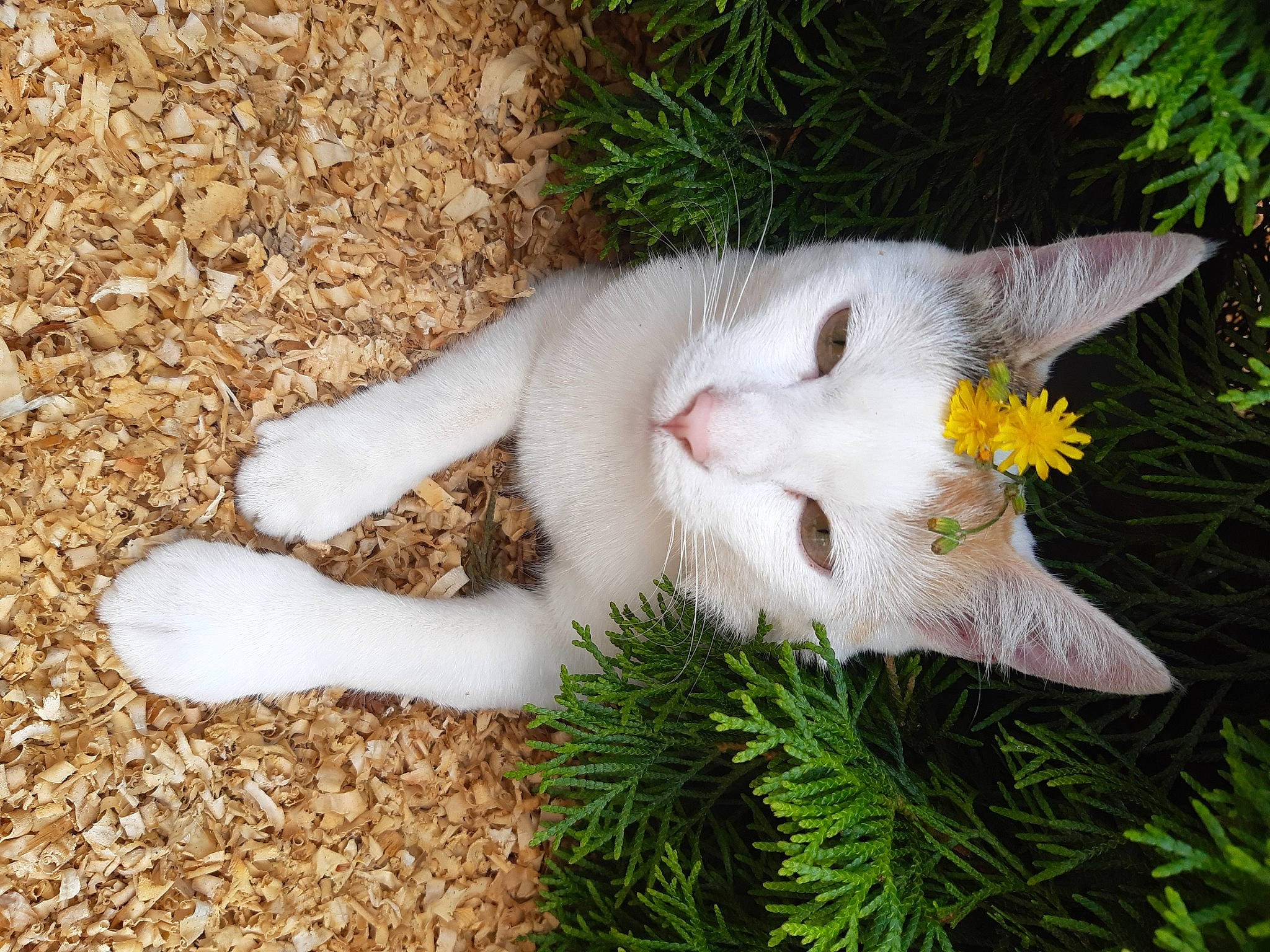 Croquette a rejoint le concours — aidez-le/la à gagner de superbes lots ! ball, canidae, carnivore, cat, domestic_short_haired_cat, fang, fawn, felidae, flower, fur, grass, herb, mammal, paw, plant, small_to_medium_sized_cats, snout, tail, terrestrial_animal, whiskers