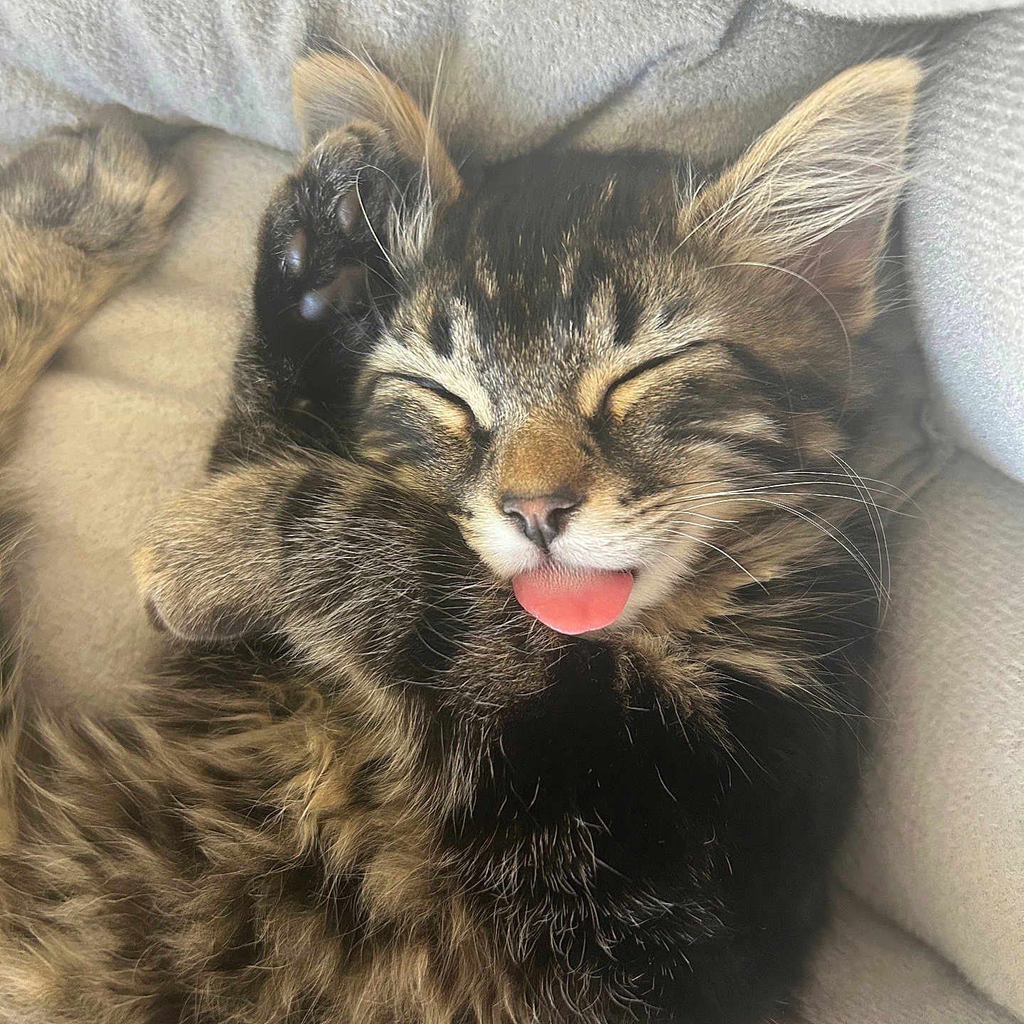 Bacon is registered to the contest to win money with this photo: animal, bodypart, cat, chair, couch, cushion, face, furniture, head, homedecor, kitten, manx, mouth, person, pet, photography, portrait, sleeping, teeth, tongue