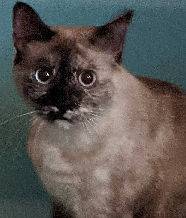 Elsa is registered to the contest to win money with this photo: carnivore, cat, domestic_short_haired_cat, fawn, felidae, fur, iris, siamese, small_to_medium_sized_cats, snout, terrestrial_animal, whiskers, window