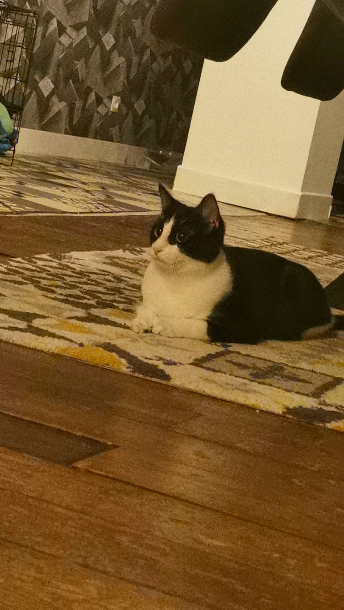 Orage participe au concours pour gagner de l'argent avec cette photo : carnivore, cat, comfort, domestic_short_haired_cat, felidae, floor, flooring, fur, hardwood, laminate_flooring, monochrome, monochrome_photography, shadow, sitting, small_to_medium_sized_cats, tail, tints_and_shades, whiskers, wood, wood_flooring