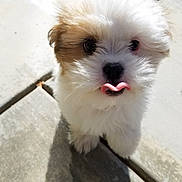 Chanel is registered to the contest to win money with this photo: puppy, dog, fluffy, tongue, cute, outdoor, concrete, shadow, pet, small, young, fur, adorable, animal, sunlight, closeup, walking, face, expression, brown