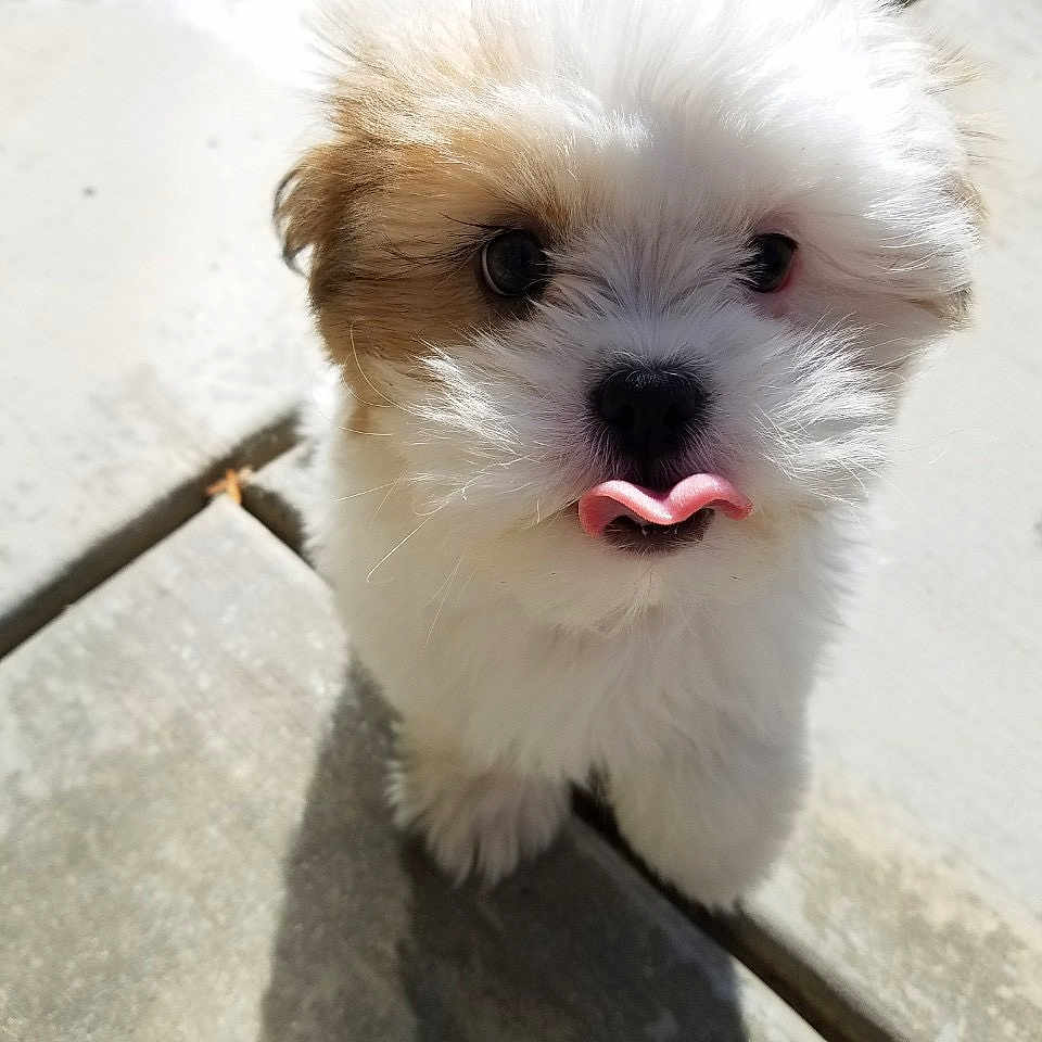 Chanel is registered to the contest to win money with this photo: puppy, dog, fluffy, tongue, cute, outdoor, concrete, shadow, pet, small, young, fur, adorable, animal, sunlight, closeup, walking, face, expression, brown