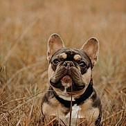 Rex is registered to the contest to win money with this photo: animal, brown, canine, closeup, collar, cute, dog, ears, eyes, field, french_bulldog, fur, grass, mammal, nature, outdoor, pet, portrait, sitting, snout