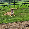 animal, chain_link_fence, collar, dog, dog_park, fence, grass, gravel, greenery, happy, lawn, lying_down, nature, outdoor, park, pet, sitting, smiling, tongue_out, trees
