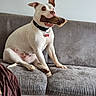 bone, brown_markings, canine, chew_toy, collar, couch, dog, dog_tag, ears, funny, home, indoor, living_room, open_mouth, pet, portrait, relaxed, sitting, sofa, white_dog